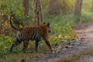 Den of Tigers – Jim Corbett National Park