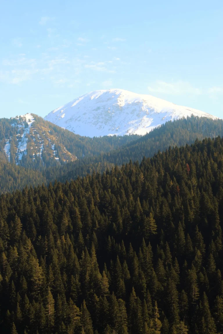 A snow-capped mountain rising above a dense pine forest under a blue sky