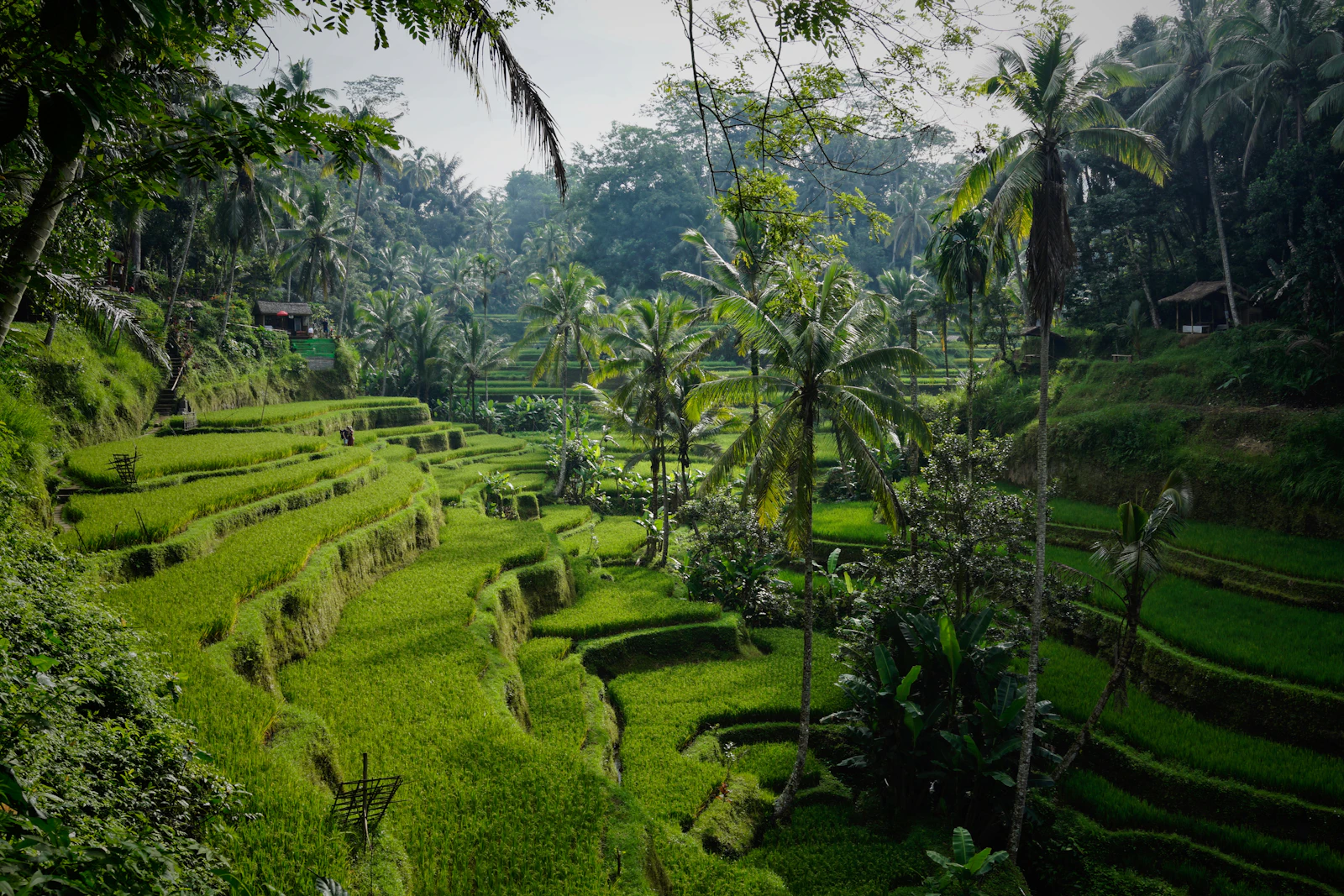 suzu abroad bali 1 Tegallalang rice terraces and palm trees, Ubud, Bali