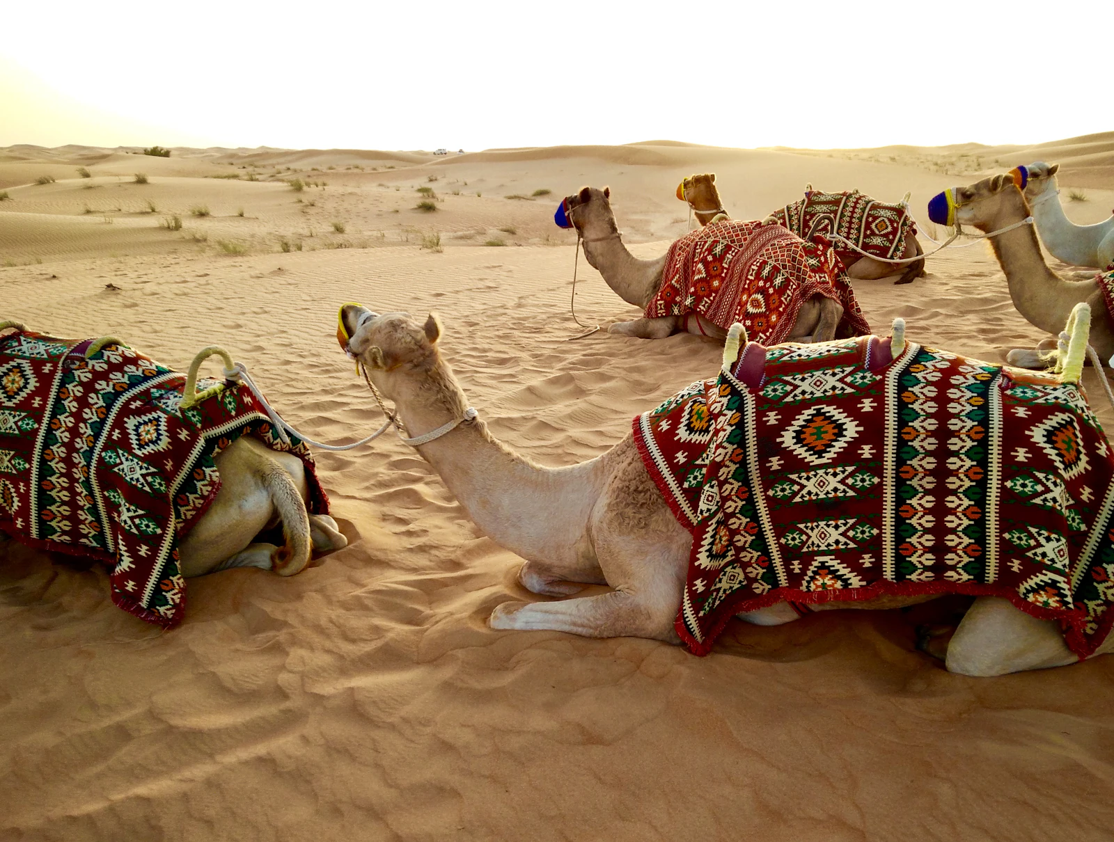 suzu abroad dubai desert camels Camels with woven saddle blankets resting on the sand at a desert safari camp near Dubai