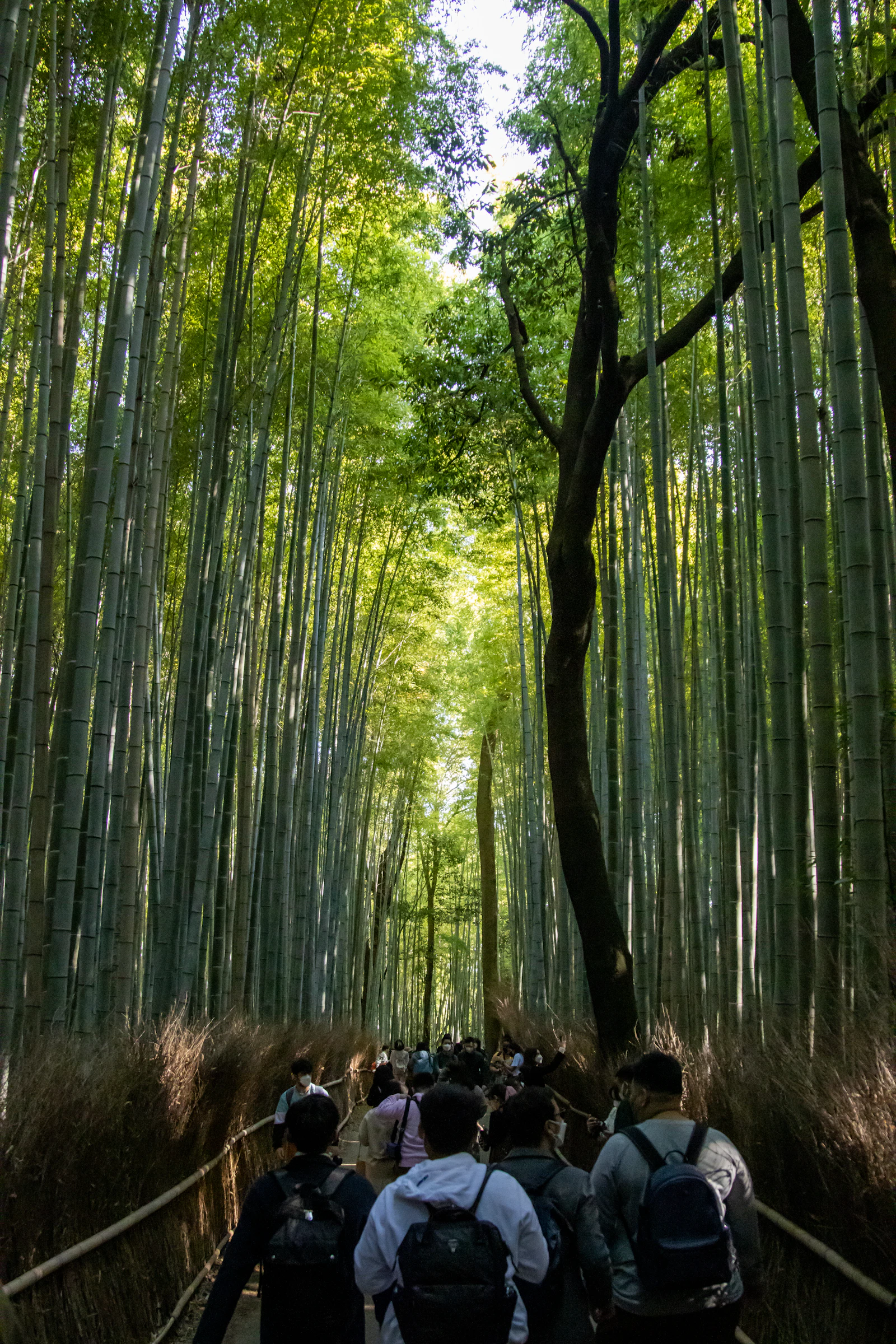 suzu abroad japan arashiyama bamboo Visitors walking the path through Arashiyama Bamboo Forest, Kyoto, Japan