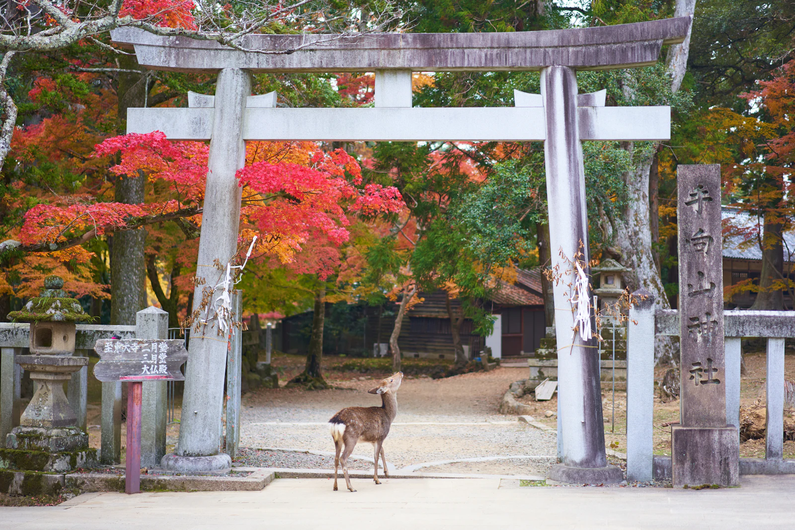 suzu abroad japan nara deer torii A deer under a stone torii gate among autumn trees in Nara, Japan
