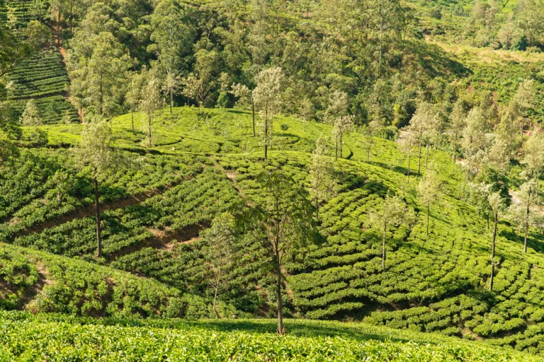 suzu abroad srilanka 2 Tea estates in the Sri Lankan hill country