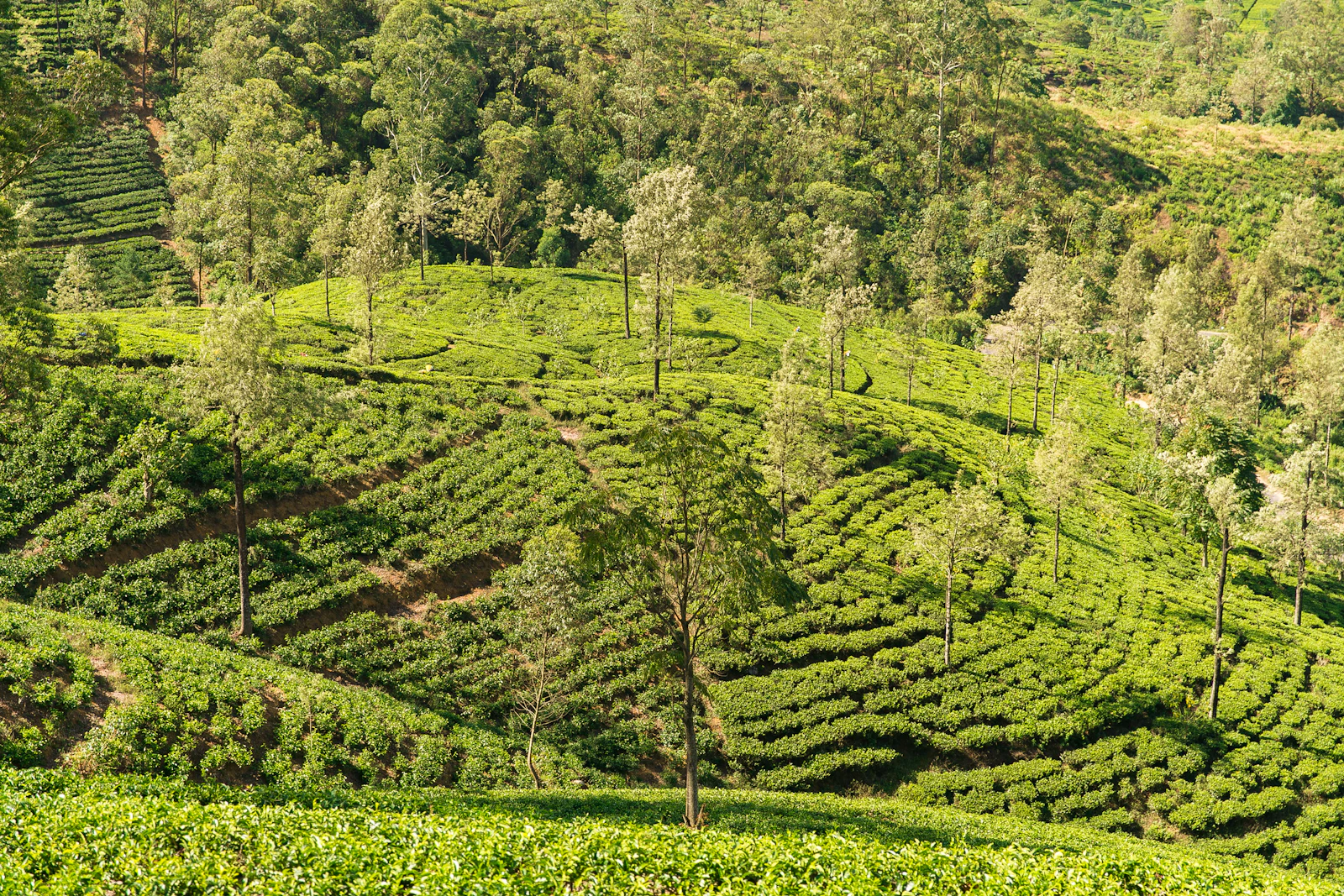 suzu abroad srilanka 2 Tea estates in the Sri Lankan hill country